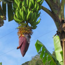 Banana flower close to Cascata do Galo
